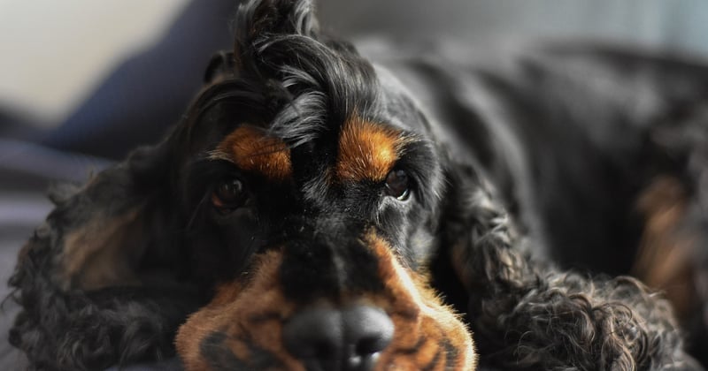 Hund abgeben wegen Überforderung: Wege aus der Krise