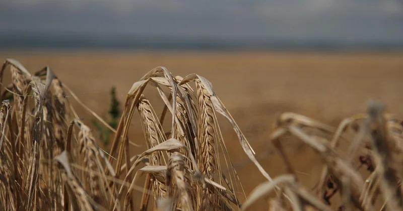 Die Wahrheit über die Ernte: schön, aber schmerzhaft