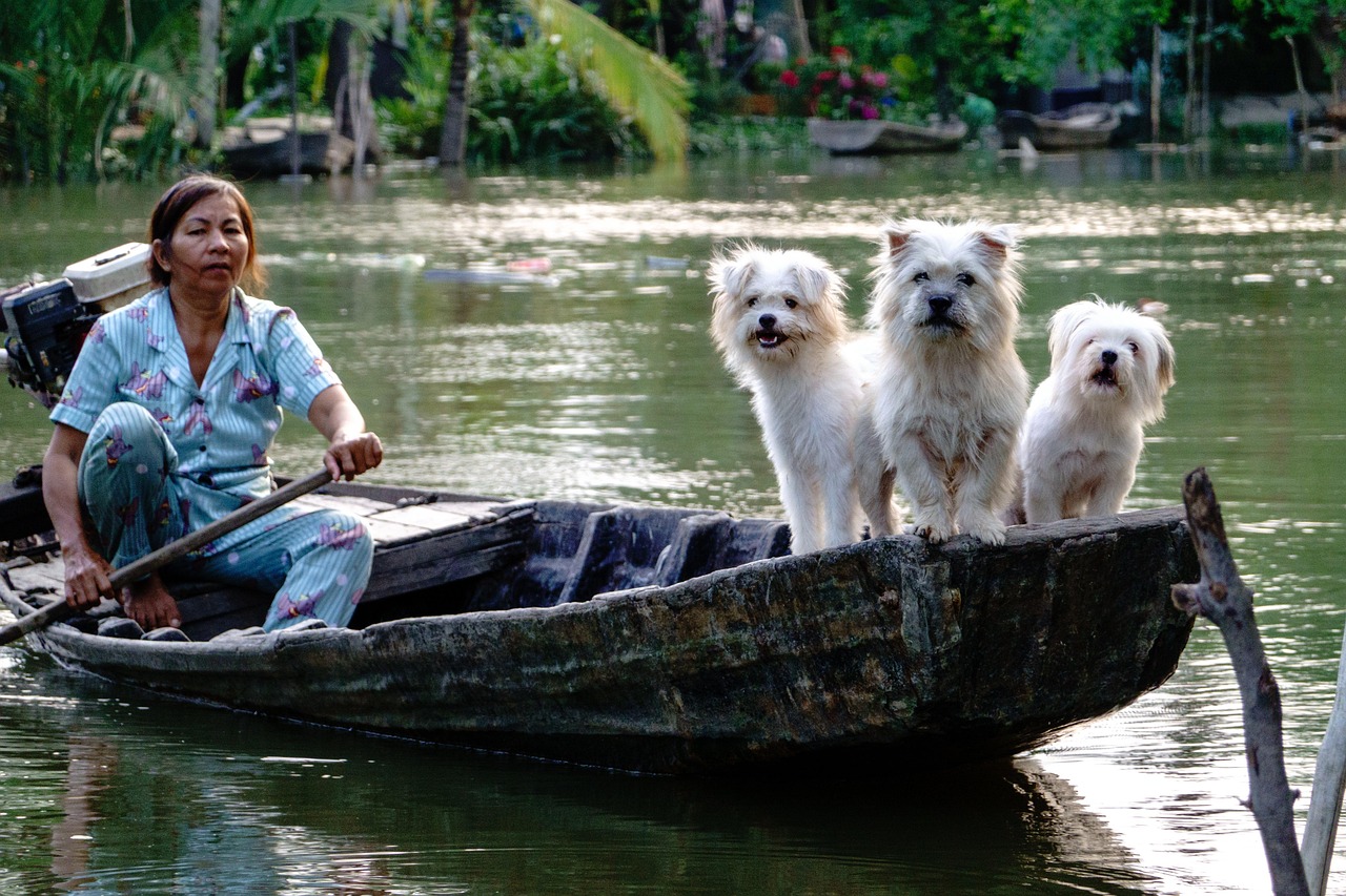 gallery-02 dogs, white, river, boat, water, nature, vietnam lifestyle, people, woman, vietnamese