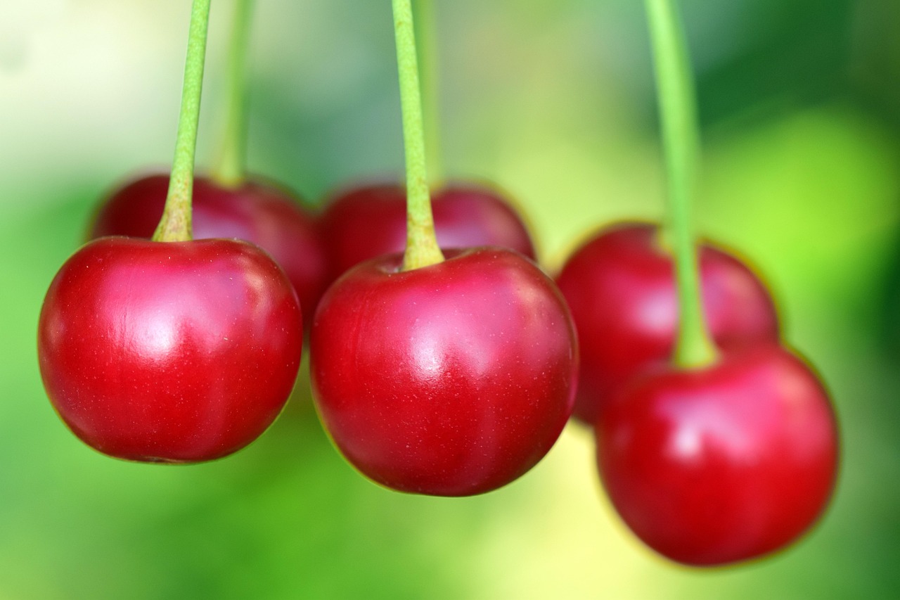 entdecken sie hochwertige bio-produkte – nachhaltig, umweltfreundlich und für eine bewusste lebensweise. wählen sie aus vielfältigen biologischen lebensmitteln und naturprodukten für ihre gesundheit und ihr wohlbefinden.